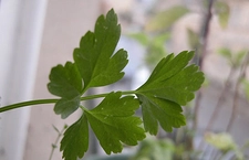 Adet Söktürücü Bitkiler ve Özellikleri